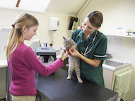 Female vet professional and female pet owner looking at cat on exam table.